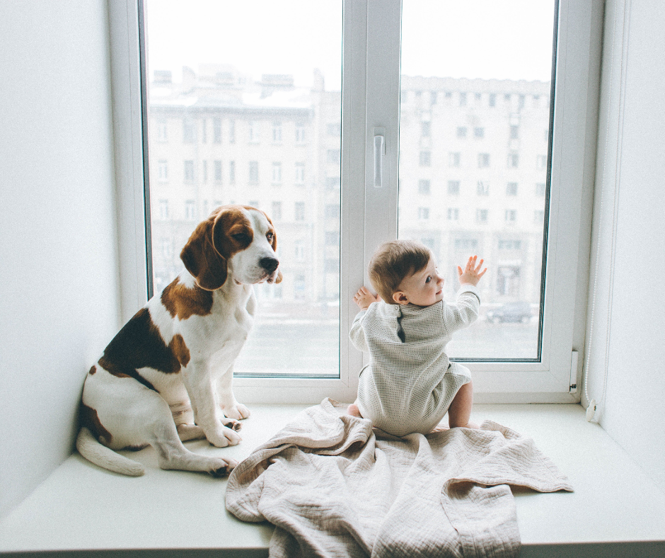 Babies and Pets: Ensuring Safety At Home